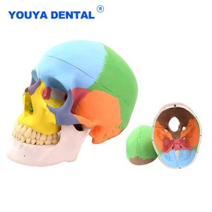 Otro Estándar de Higiene Oral Color Humano Cráneo Diente Modelo Esqueleto Cabeza Estudiar Enseñanza Anatomía Simulación Suministros Anatómico Decorativo 230720
