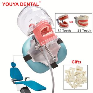 Andere Mundhygiene Typodont Simulator Einfaches Kopfmodell Phantom mit Zähnen für Zahnarztstudenten Zahnmedizin-Männchen-Trainingseinheit 230915