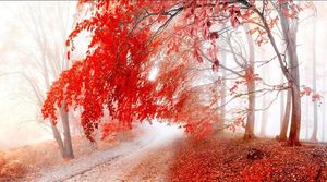 Papier peint photo haute qualité 3D stéréoscopique fantaisie paysage d'automne fond d'érable rouge peinture murale salon restaurant plafond W