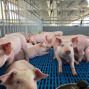 corral de cerdos vivero pocilga jaulas de animales cría de cerdos plan de negocios fábricas de productos al por mayor equipo de pocilga personalizado