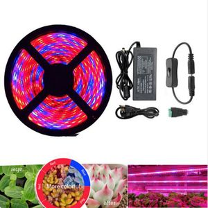 Plante élèvent des lumières bande de LED à spectre complet élèvent la lumière lampe phyto de fleur 5 m étanche rouge bleu 4: 1 pour serre hydroponique + adaptateur secteur