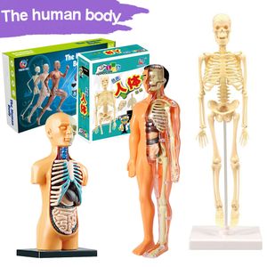 Science Discovery 3d Modèle de torse du corps humain pour Kid Anatomie Squelette Vapeur Jeu DIY Organe Assemblage Éducatif Apprentissage Jouet Outil D'enseignement 230615