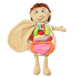 Science Discovery Model Anatomy Doll Human Torso Body Model Anatomy Anatomical Internal Organs For Teaching Educational Soft Toy Dropship 230227