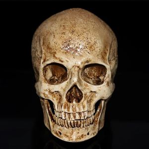 Esculturas Nueva Resina Cráneo Humano Réplica Modelo Esqueleto Realista Decoración Artesanal Tamaño Natural 1: 1