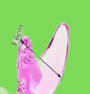 Masavago de juguete sexual Massaje Magia Varita Magia Highgrade Consolador de cristal Dildo Peeds Anal Butt Coug Toys para mujeres parejas Vaginal S5017493