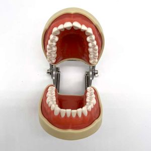 Modelo de dientes dentales estándar, modelo tipodonto Dental con 32 Uds. De dientes extraíbles para enseñanza