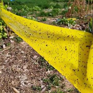 Ceinture anti-insectes collante, ceinture piège à insectes étanche pour serre, ruban de prévention des insectes d'arbre jaune