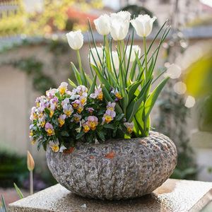 Vases Pot Stoare Pots Rouge Poterie Gris Rond Chlorophytum Vert Radis Succulente Fleur Arrangement Respirant