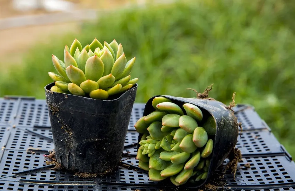 How to Grow Succulent Seeds a Comprehensive Guide