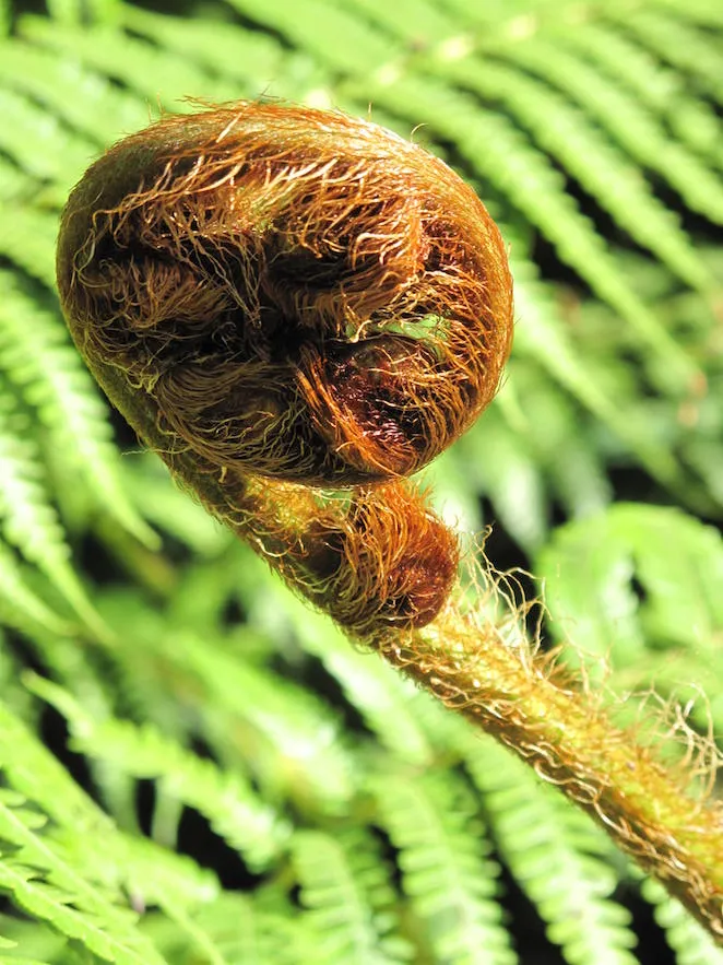 The Ultimate Guide to Seedless Vascular Plants for Indoor Gardening