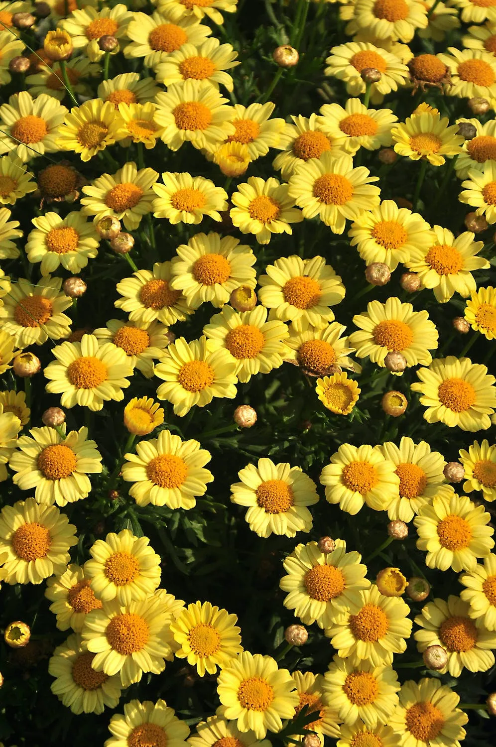 How to Plant Flower Seeds A Comprehensive Guide for Gardeners