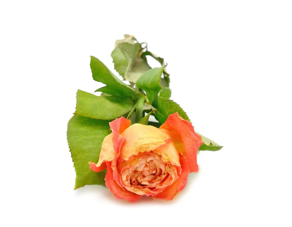 How to Decorate Your Home with Dried Roses A Complete Guide