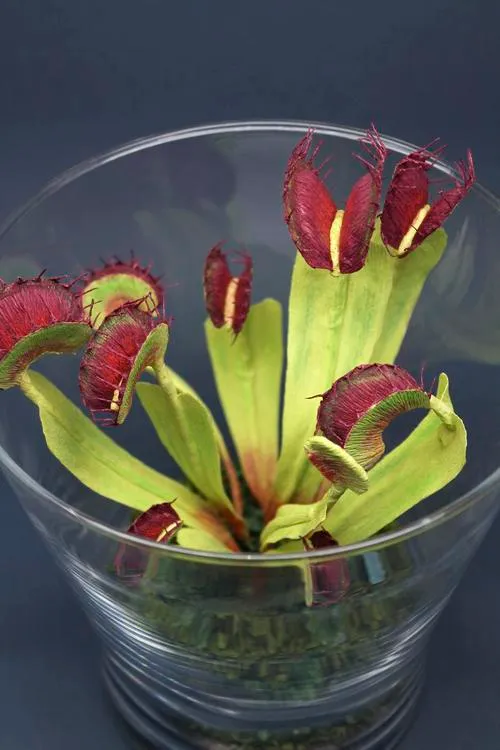 5 Stunning Ways to Decorate Your Home with Venus Flowers