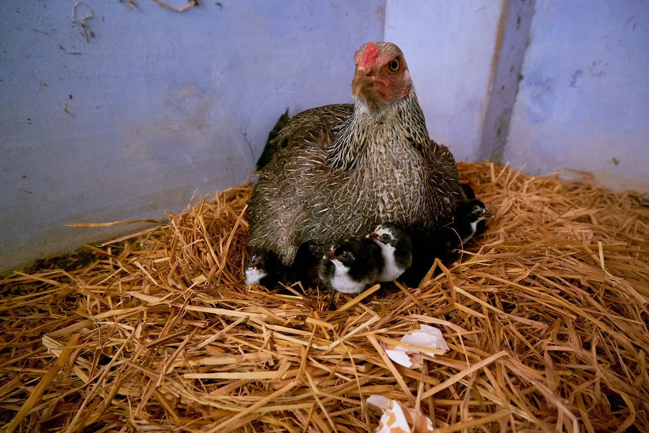 Why Hemp Bedding for Chickens is the Best Choice for Your Flock