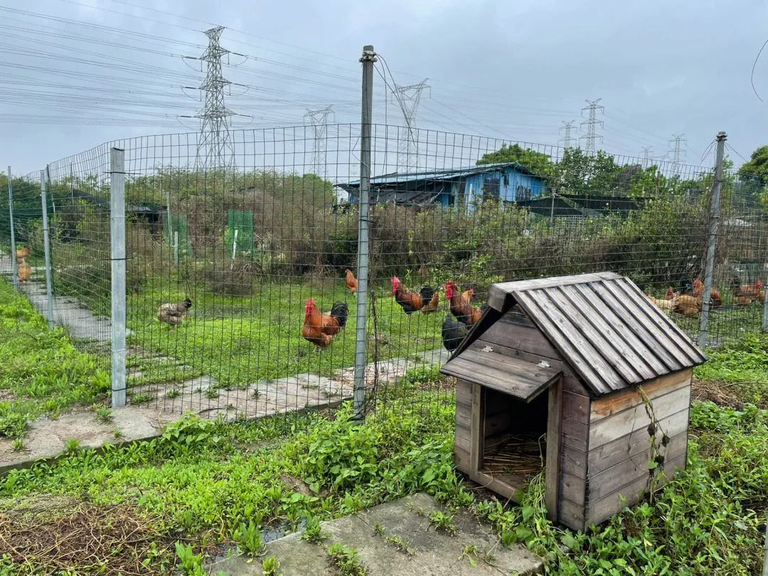 How to Build a Chicken Pen A Complete Guide for Beginners