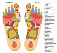 Unlocking the Secrets of Reflexology Map A Comprehensive Guide to Foot