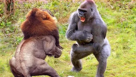 Gorilla vs Lion - Which Animal is More Powerful?