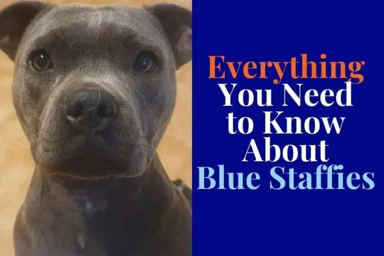 How to Choose the Best Food for Your Blue Staffy