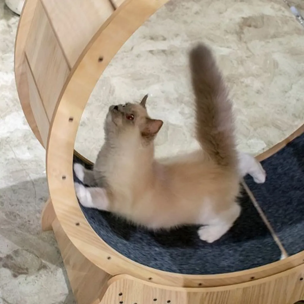 10 Best Toys for Squirrels Keep Your Furry Friends Entertained!