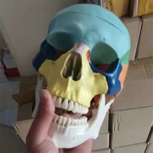 VENTES CHAUDES taille réelle en plastique anatomie humaine crâne dentaire cerveau squelette anatomique dentiste laboratoire anatomie modèle hygiène buccale