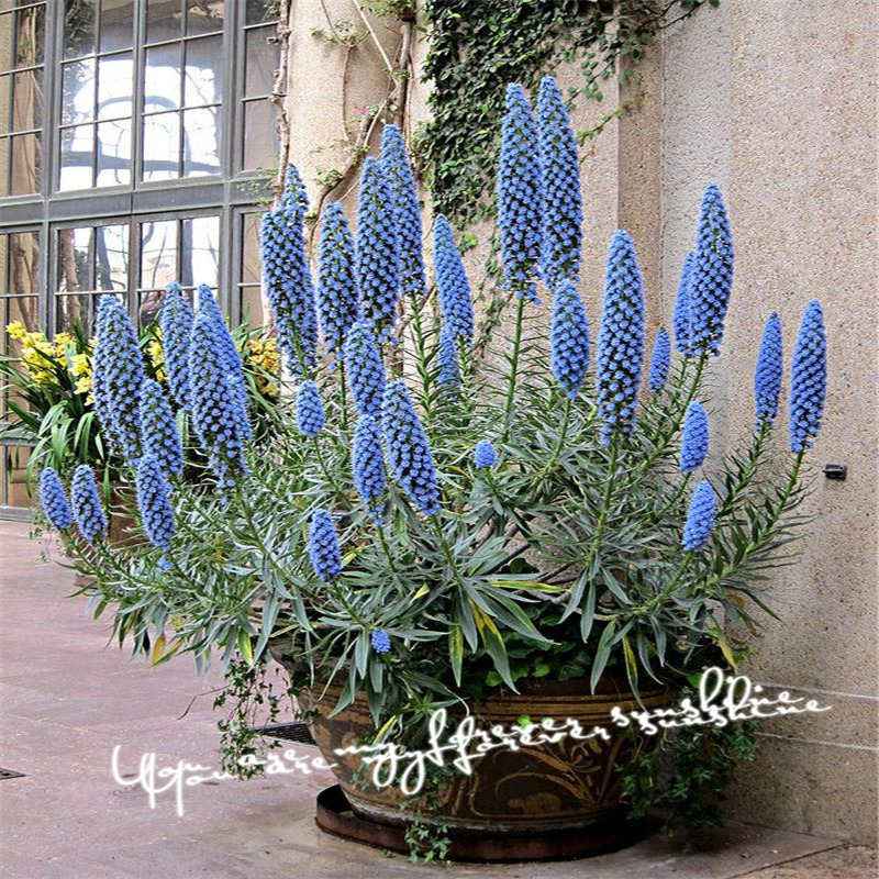 Envío gratis 100 Giant Echium semillas raras flores exóticas flor plantas tolerantes a la sequía Envío gratis 100 Giant Echium semillas raras flores exóticas flor plantas tolerantes a la sequía