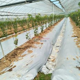 0.012 mm Ordena de vegetales agrícolas Plástica de plástico Película Mulch Greenhouse Mantenga la tapa de la cubierta de malezas de malezas PELLACIONES PELGAS