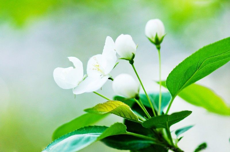 100 Pièces Graines Jaune Begonia plantes Malus Spectabilis jardin en pots Bonsai neuf d 