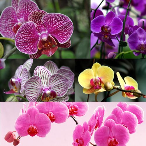 New Rare 20Pcs Mix Colore Phalaenopsis Semi di fiori Bonsai Pianta Farfalla Orchidea Decorazione del giardino di casa