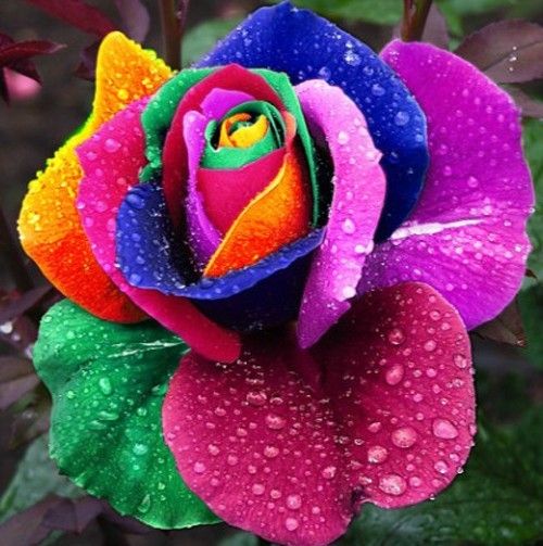 100 STÜCKE Seltene Multi-farben Regenbogen Rose Blumensamen Gartenpflanze Fast
