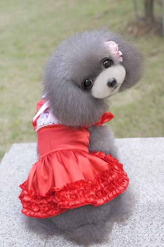 puppy dresses for sale