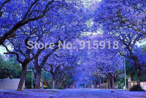 Sementes de árvores flor 10 pcs Azul Roxo Jacaranda Mimosifolia Arbusto  Árvore, Frete grátis!