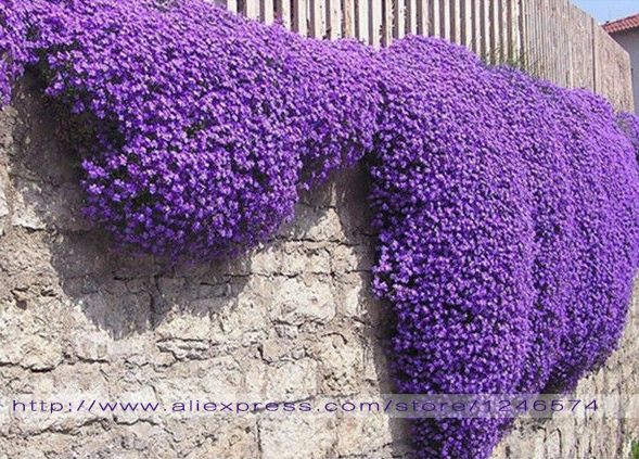 250pc Cascade Purple Aubrieta Flower Seeds Perennial Ground Cover Romantic Decor 250pc Cascade Purple Aubrieta Flower Seeds Perennial Ground Cover Romantic Decor