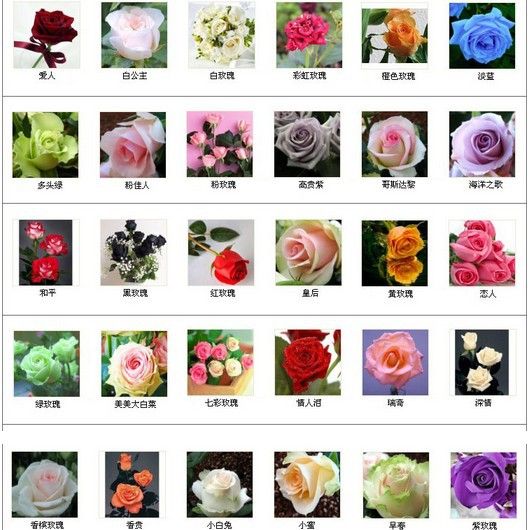 30 tipos Multi-color Total 300 semillas Colorido Rosa Flor Semillas Rainbow  Rose Flor Semillas Plantas