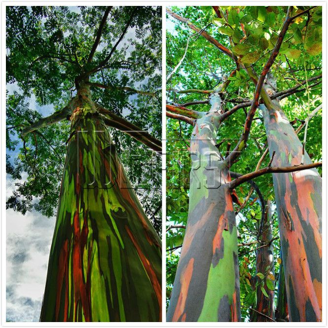 50 semi-UK STOCK Rainbow EUCALYPTUS-EUCALYPTUS DEGLUPTA