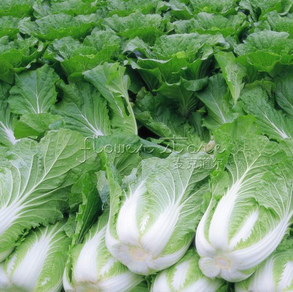 Семена Пекинской Капусты Купить В Москве