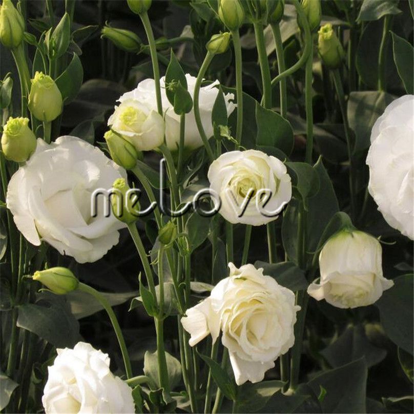 10 Semillas granuladas Eustoma Lisianthus Flor doble blanca Increíble flor  cortada Perfecta para bordear bordes, plantar