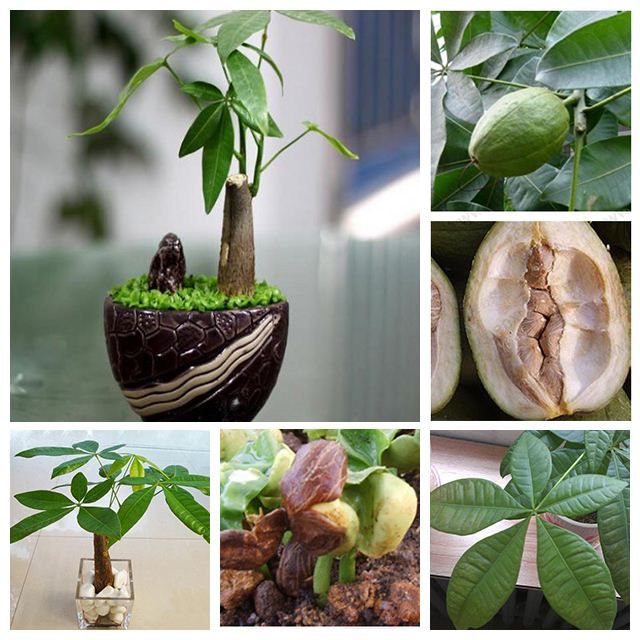money tree for sale