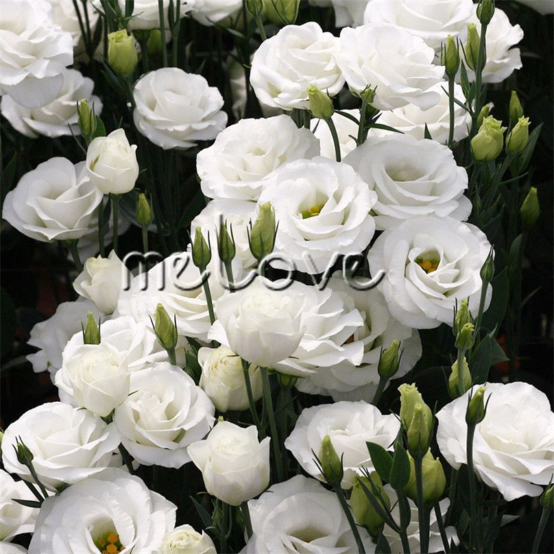 10 Graines granulées Eustoma Lisianthus Fleur double blanche fleur  étonnante Couper Parfaitement pour bordure bordure, la