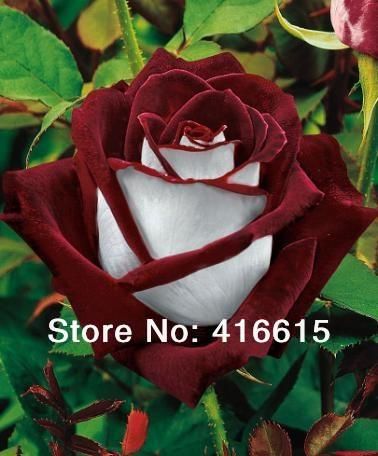 5 Cores Diferentes Flor Rosa osiria Raro Chinês Y8T2 F8Q8 Sementes De Rosas 250 Novo 