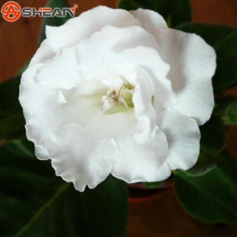 Branco Gloxinia Sementes Plantas Perenes De Florescimento Sinningia  Speciosa Bonsai Varanda Flor para Jardim DIY Casa -