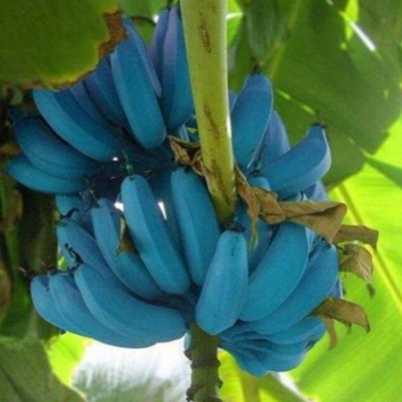 100pcs/bag rare banana bonsai fruit vegetable fruit seed Organic Heirloom seeds