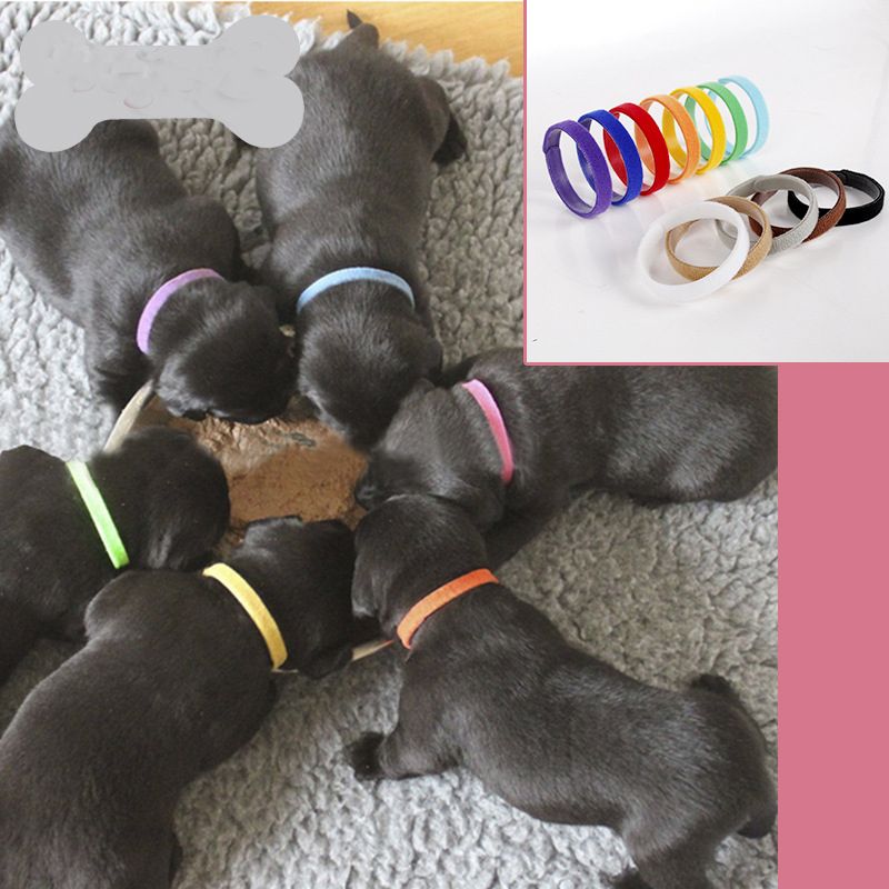 New Born Dogs ID Collar Adjustable 