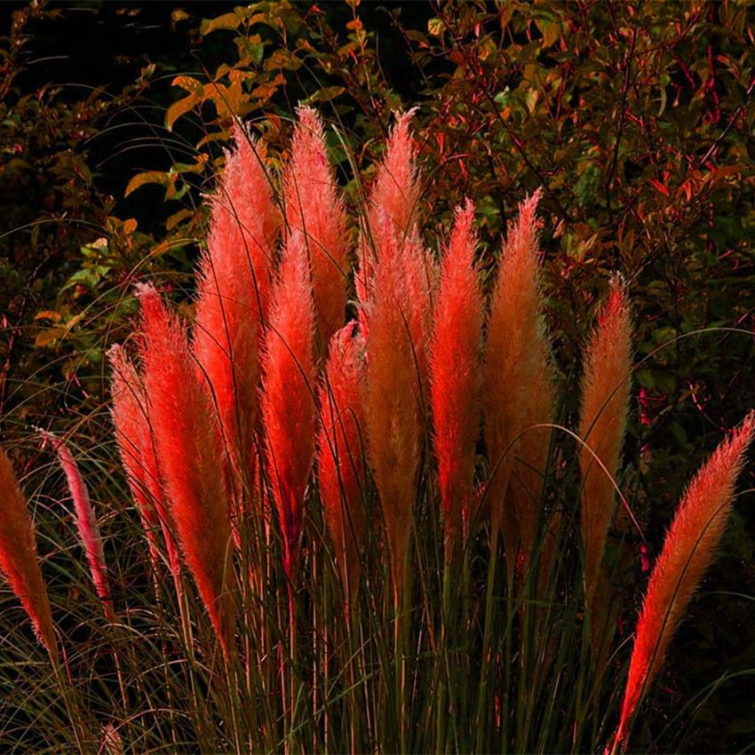 2020 2017 New Cheap Bag Colorful Pampas Grass Seeds Very Beautiful Garden Plants Bonsai For Home Garden P100202 From Maiweilai 1 01 Dhgate Com