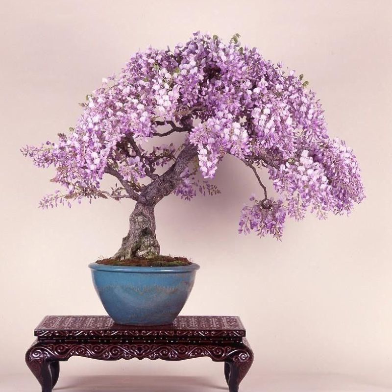 2020 Pretty Bonsai Little Plant Mini Potted Pink Cherry Tree Seeds From Big Box 66 13 Dhgate Com