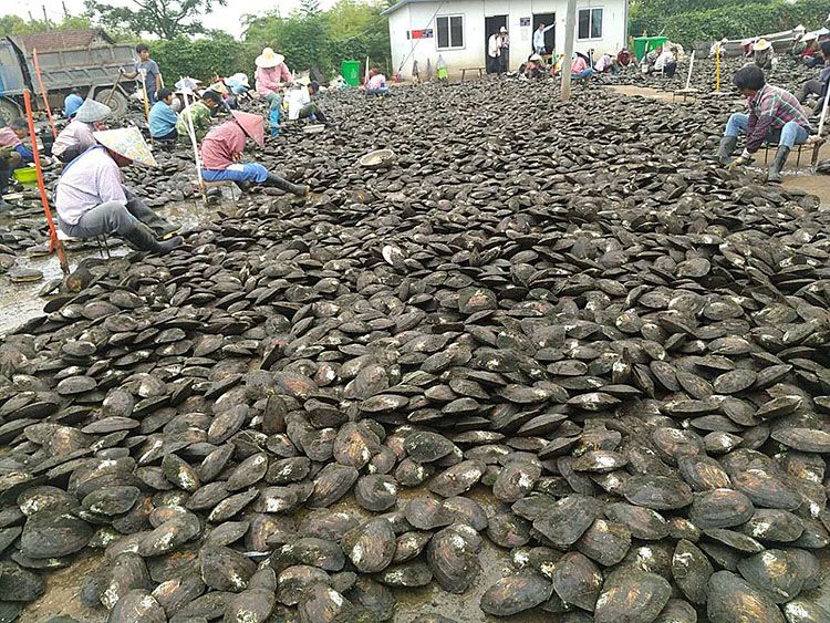 2020 Bulk Vacuum Packed Big Monster Oysters With 20 Natural Pearls