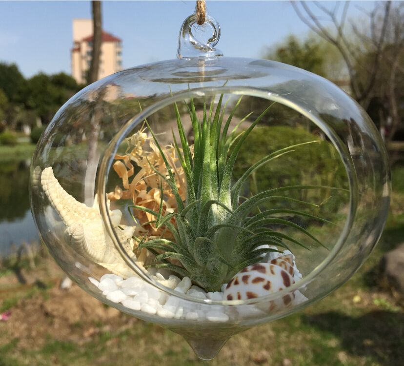 Of 3 Mixed Hanging Glass Air Plant Holders Onion Shape Hanging