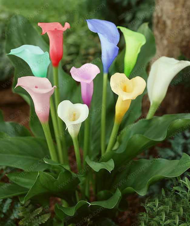 Semi Catkoo 100 Pz Zantedeschia Calla Lily Semi Bonsai In Vaso Piantare Giardino Fiori Decor Giallo Calla Semi di Giglio Semi Catkoo 100 Pz Zantedeschia Calla Lily Semi Bonsai In Vaso Piantare Giardino Fiori Decor Giallo Calla Semi di Giglio