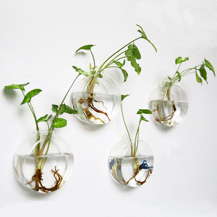Of 4 Wall Hanging Planters Glass Plant Pot Air Plant Terrarium Water