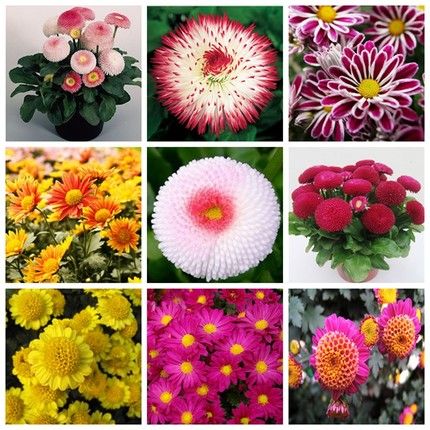 500Pcs Rare Rainbow Chrysanthemum Flower Seeds Garden Bonsai Plant Decor