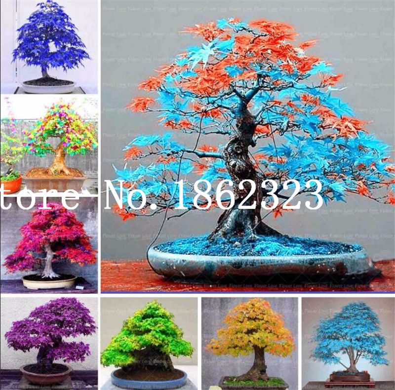 2020 Hot Sale Maple Tree Bonsai Bonsai Blue Maple Tree Japanese Maple Bonsai Plants From Ymhqw1 1 9 Dhgate Com